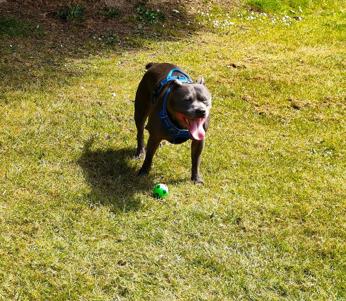 pickle*pooch tweet media