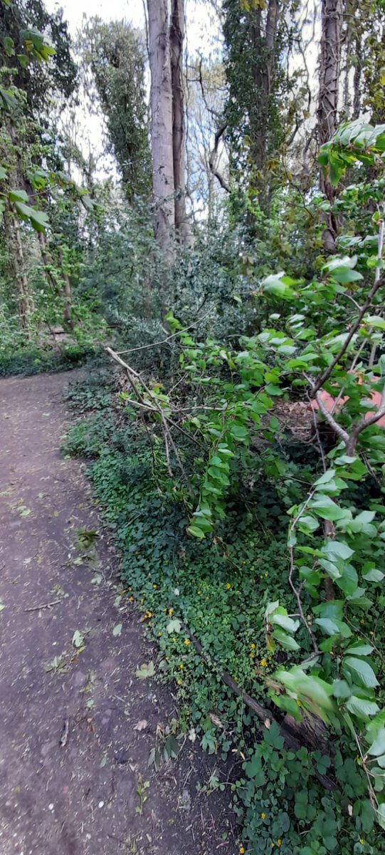 Very windy in the wood today with a few branches down this morning. Thanks <a href="/lb_southwark/">Southwark Council</a> for clearing a large one from the pavement.
Best to leave your visits till its calmed down a bit