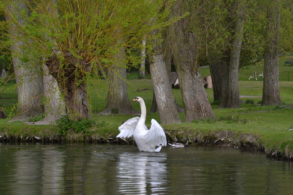 CamTrees's tweet photo. Absolutely stunning #tree across the river Cam, seen from Paradise local nature reserve in #cambridge - and couldn't help but capture the #swan as well. #birdphotography #NaturePhotography https://t.co/zeru7Xs2Uz