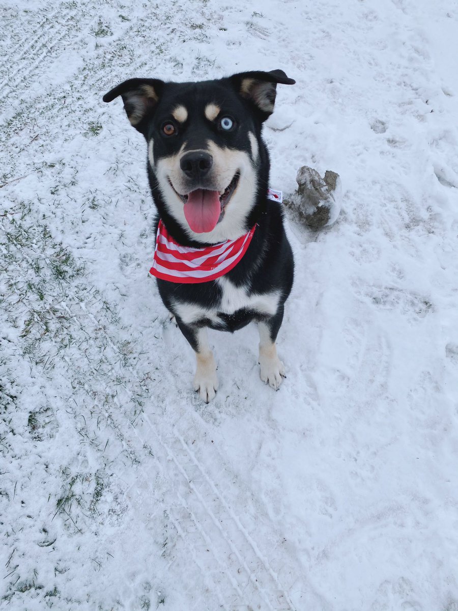 chelsgood18's tweet photo. @dog_rates @dog_feelings @budweiserusa @DalmatianOliver #PupweiserContest https://t.co/FRq0M28yvW