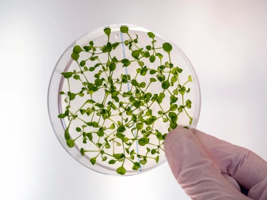Researchers at MIT have developed a new method for growing wood in labs to help reduce deforestation.