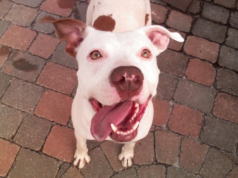 interwebCheese's tweet image. After thirteen years of sharing his joy and energy with the world, our best buddy crossed the Rainbow Bridge yesterday 💔💔💔