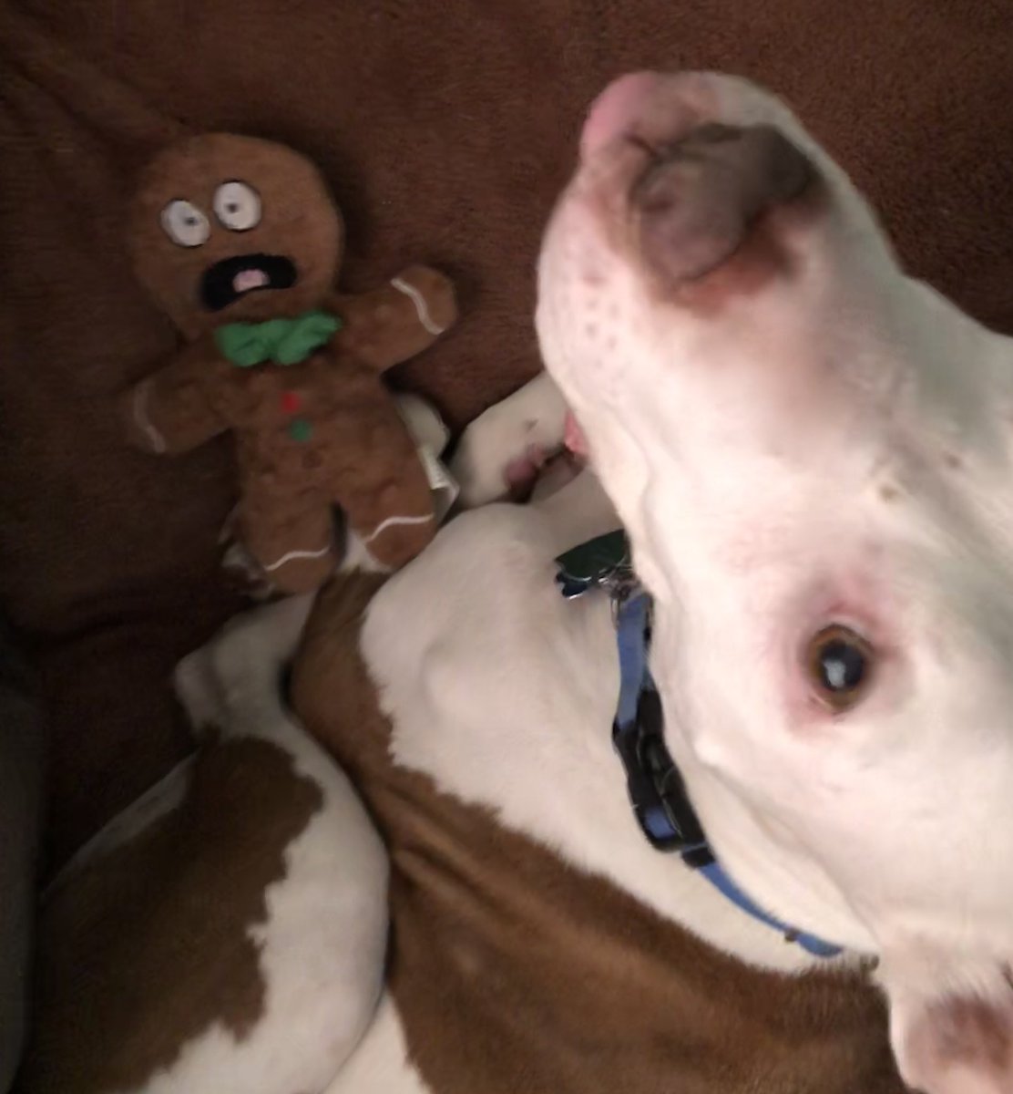 interwebCheese's tweet image. After thirteen years of sharing his joy and energy with the world, our best buddy crossed the Rainbow Bridge yesterday 💔💔💔