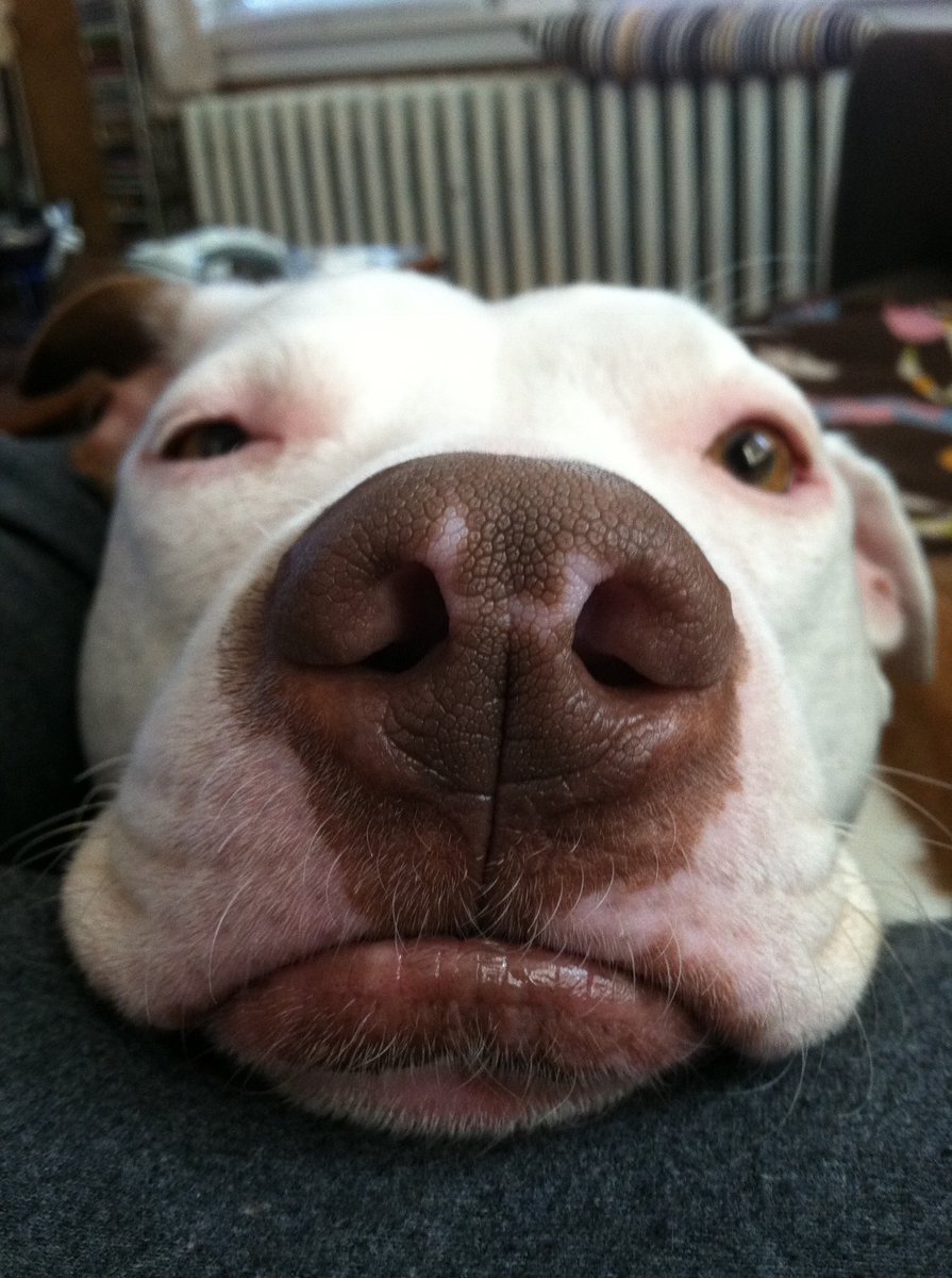 interwebCheese's tweet image. After thirteen years of sharing his joy and energy with the world, our best buddy crossed the Rainbow Bridge yesterday 💔💔💔