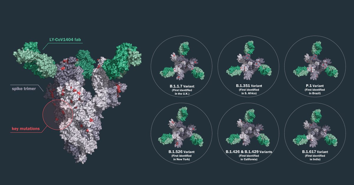 New AbCellera-Discovered Antibody that Neutralizes Viral Variants of COVID-19, LY-CoV1404, Enters Clinical Trials 

Preprint data shows LY-CoV1404 binds and neutralizes all currently known circulating SARS-CoV-2 variants of concern: ow.ly/fMBx50EEbh8
