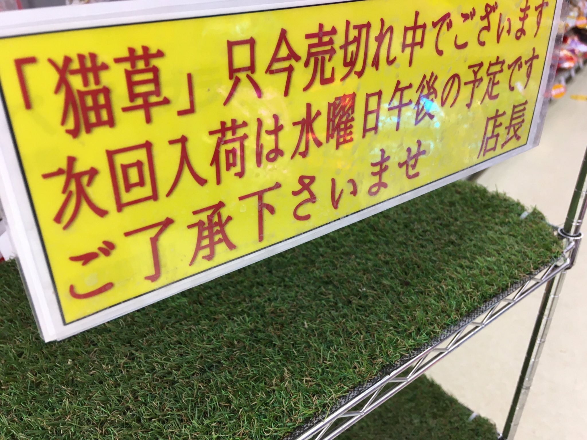 いわし 猫草 空気砲 爆弾 水曜日に買いに行こうかな 猫草 T Co Gho8b7uszg Twitter