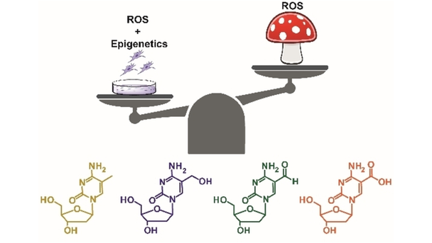 Chemistry (@chemeurj) on Twitter photo 5-Hydroxymethyl-, 5-formyl- and 5-carboxydeoxycytidines as oxidative lesions and epigenetic marks (Carell) <a href="/CarellGroupLMU/">The Carell Group</a> #OpenAccess #ProjektDEAL onlinelibrary.wiley.com/doi/10.1002/ch… 5-Hydroxymethyl-, 5-formyl- and 5-carboxydeoxycytidines as oxidative lesions and epigenetic marks (Carell) <a href="/CarellGroupLMU/">The Carell Group</a> #OpenAccess #ProjektDEAL onlinelibrary.wiley.com/doi/10.1002/ch…