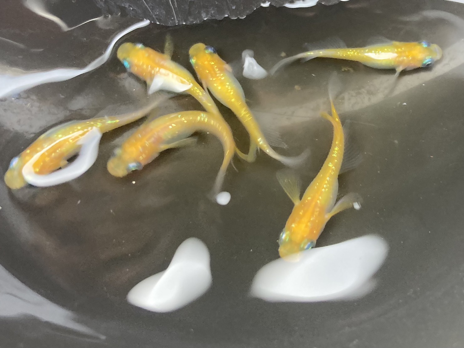 福メダカ On Twitter Mixメダカ販売 ご希望の方はdmください １０匹１０００円 送料別 着払い 死着保証として １０匹 オスメス無選別 選別外につき背曲がりやヒレ形等に良い状態では無い場合もあります 黄桜 三色 琥珀ラメ マリンブルー等の選別外