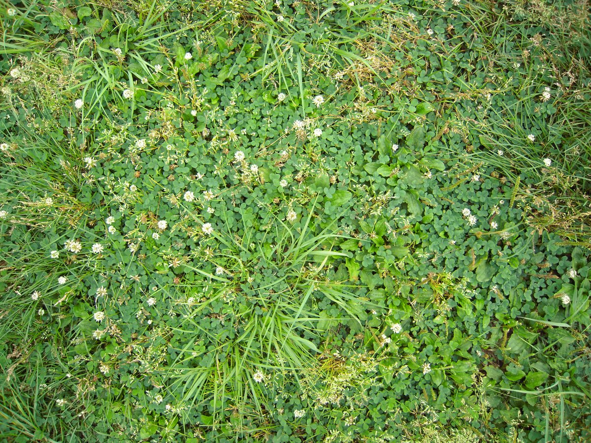 フリーテクスチャ