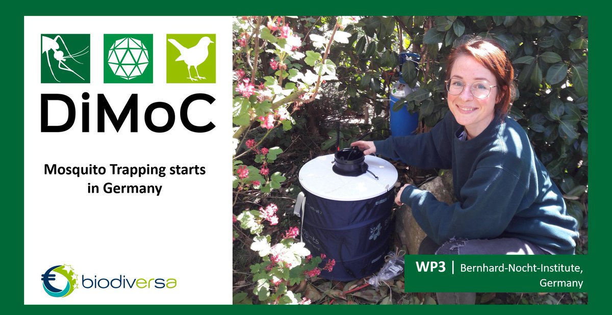 Greetings from the field, mosquito trapping starts in Germany! @BNITM_de 

We use BG sentinel and resting traps to identify the distribution of different mosquitoes in the field locations around Hamburg, Germany. 

Learn more #DiMoC @BiodivERsA
👉 dimoc.uni-bayreuth.de
