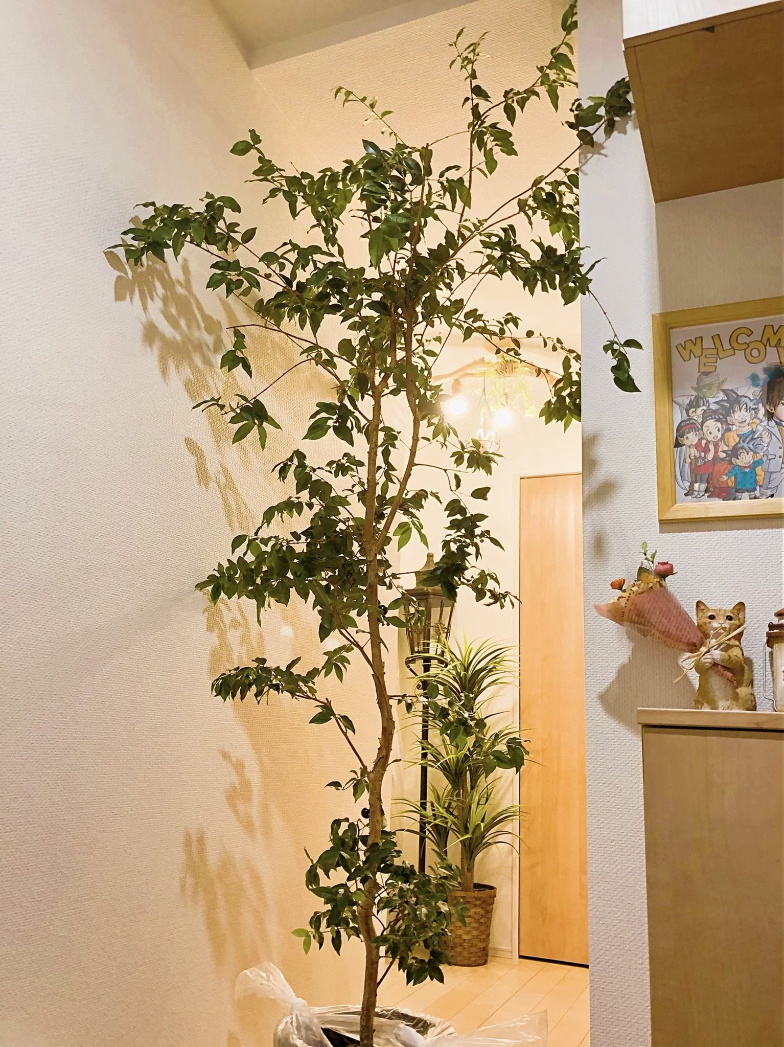 تويتر ひとみん على تويتر ウフ また可愛い植物をお迎えしちゃいました ジャボチカバ というブラジル原産の珍しい子で 木の幹に直接果実がポコポコ実るという面白い植物です 甘いブドウとナタデココを合わせたような味で凄く美味しい 背高過ぎて運ぶの