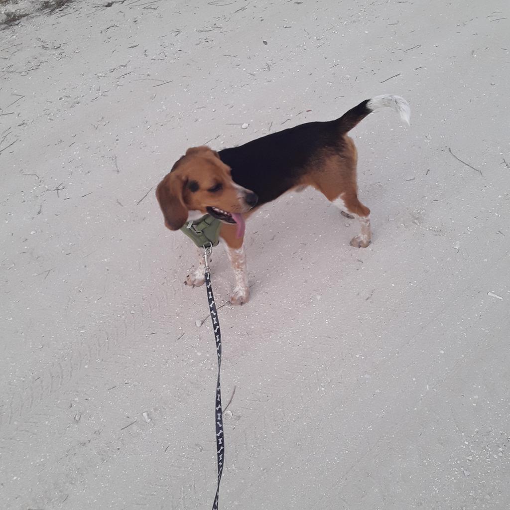 Learning to walk nice on leash is hard work
