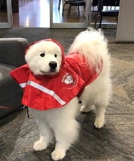 Pets & People Foundation tweet media