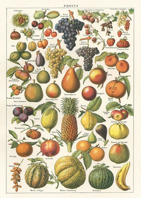 arboles_magicos's tweet photo. Esto es la ilustración de una enciclopedia francesa de 1936... cuando además de divulgar, había que hacer arte. https://t.co/BTi32u0uZA
