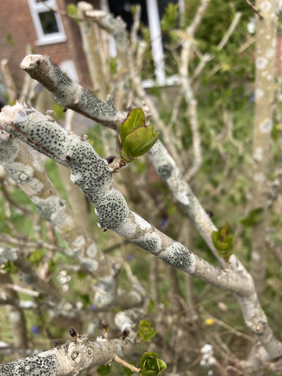 mstretton's tweet photo. @The_RHS Hi Becky, do you know what’s wrong with our hedge? It’s got this fungus(?) all over it https://t.co/Jcxe92MFZN