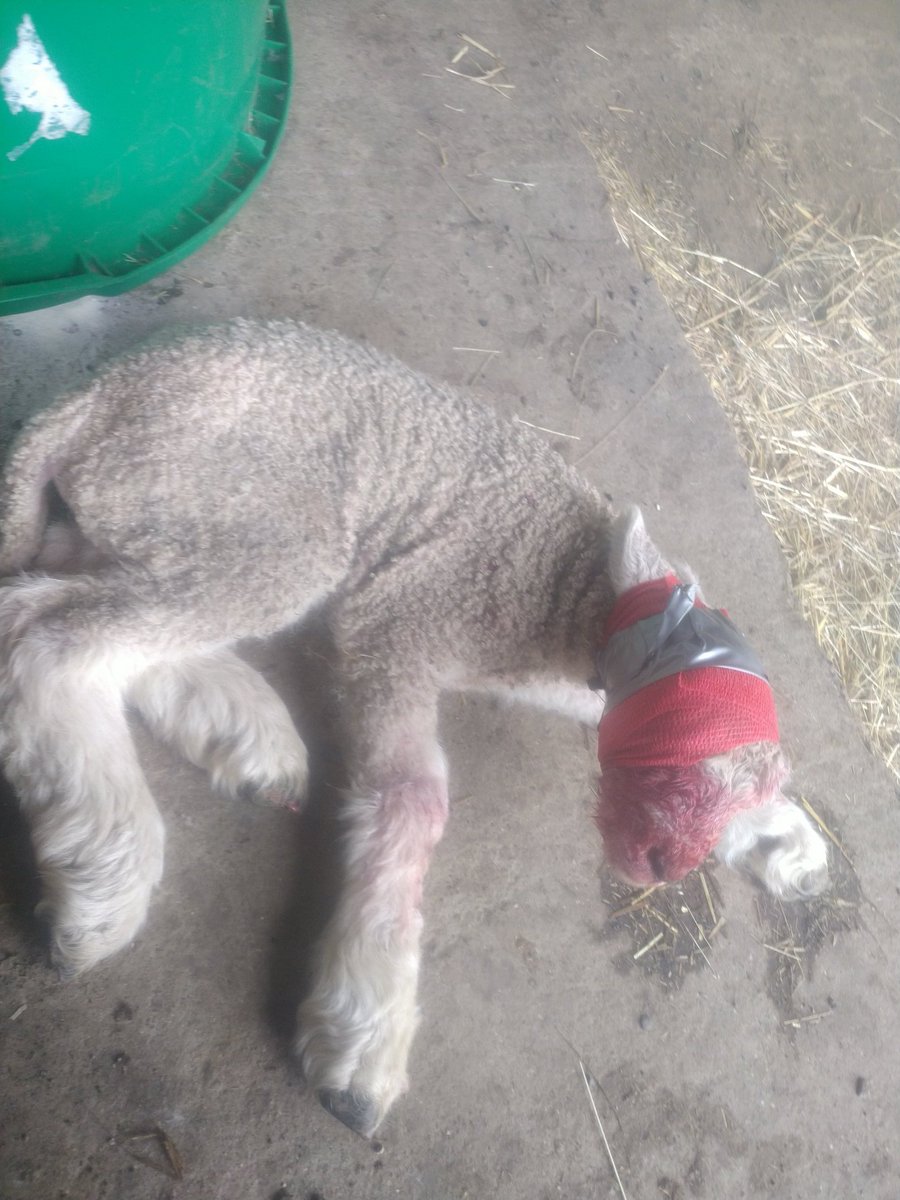 RobertHodgkins1's tweet photo. To the very nice people who smashed up our crow traps last week presumably for "protecting animals" maybe you can explain to this little fellow why he has no eyes anymore or his 5 now- dead mates. https://t.co/YpEkFgZuoI