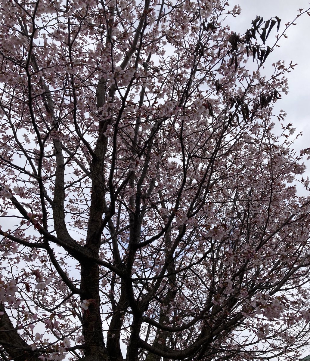 yumepikari2's tweet photo. 旭川女子中学生いじめ。
今日、献花してきました。
付近の桜が綺麗で、見せてあげたかったなぁ。
全てのSOSを旭川からスルーされ続けた爽彩さん。
せめて献花台くらい置いてあげて！
旭川市に、お願いしたい。
#旭川いじめ　#廣瀬爽彩
#旭川女子中学生自殺を風化させない https://t.co/VNNtZmBBSm