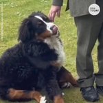 アイルランドの大統領のインタビュー風景。愛犬がずっと「かまってアピール」をしてて、可愛すぎて内容入ってこなさそう。