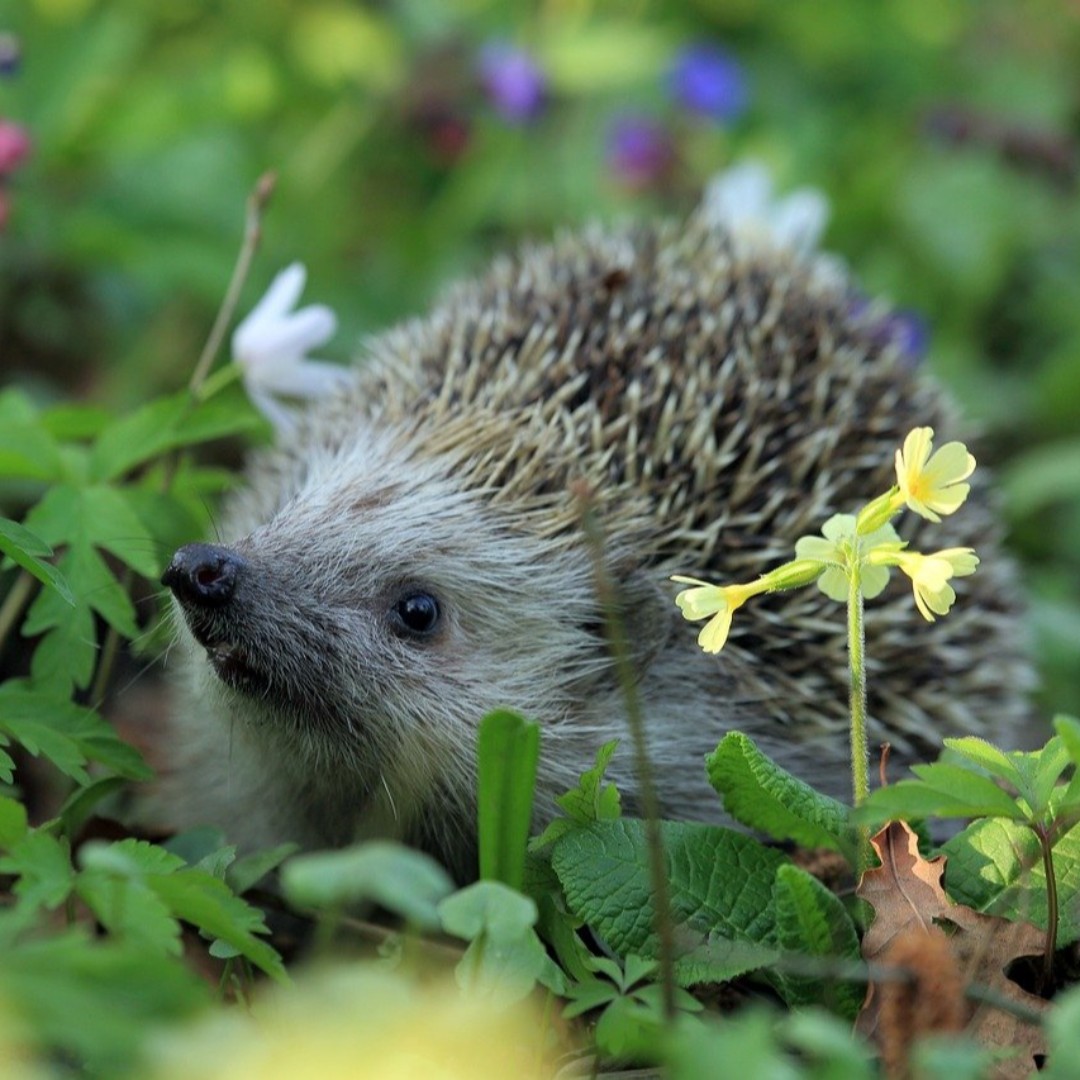Did you know  British hedgehog are now officially classified as vulnerable to extinction 😢 We must do all we can now to help them! Good news is there is plenty we can do in our gardens 🦔
#hedgehogawarenessweek #wildlifegarden #hedgehog