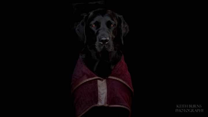 dhkeith's tweet image. Just want to say a huge thanks to our followers. Today we reached 6k.  Your support for our small dog section has been amazing. #Prison #Prisondogs #finnslaw #IOM