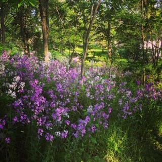 Liana Thompson (@thompson_liana) on Twitter photo Mental Health Week in Grand Erie! Simple things that bring me joy. The backyard. #the5waystowellbeing #takenotice <a href="/GEDSB/">Grand Erie District School Board</a> Mental Health Week in Grand Erie! Simple things that bring me joy. The backyard. #the5waystowellbeing #takenotice <a href="/GEDSB/">Grand Erie District School Board</a>