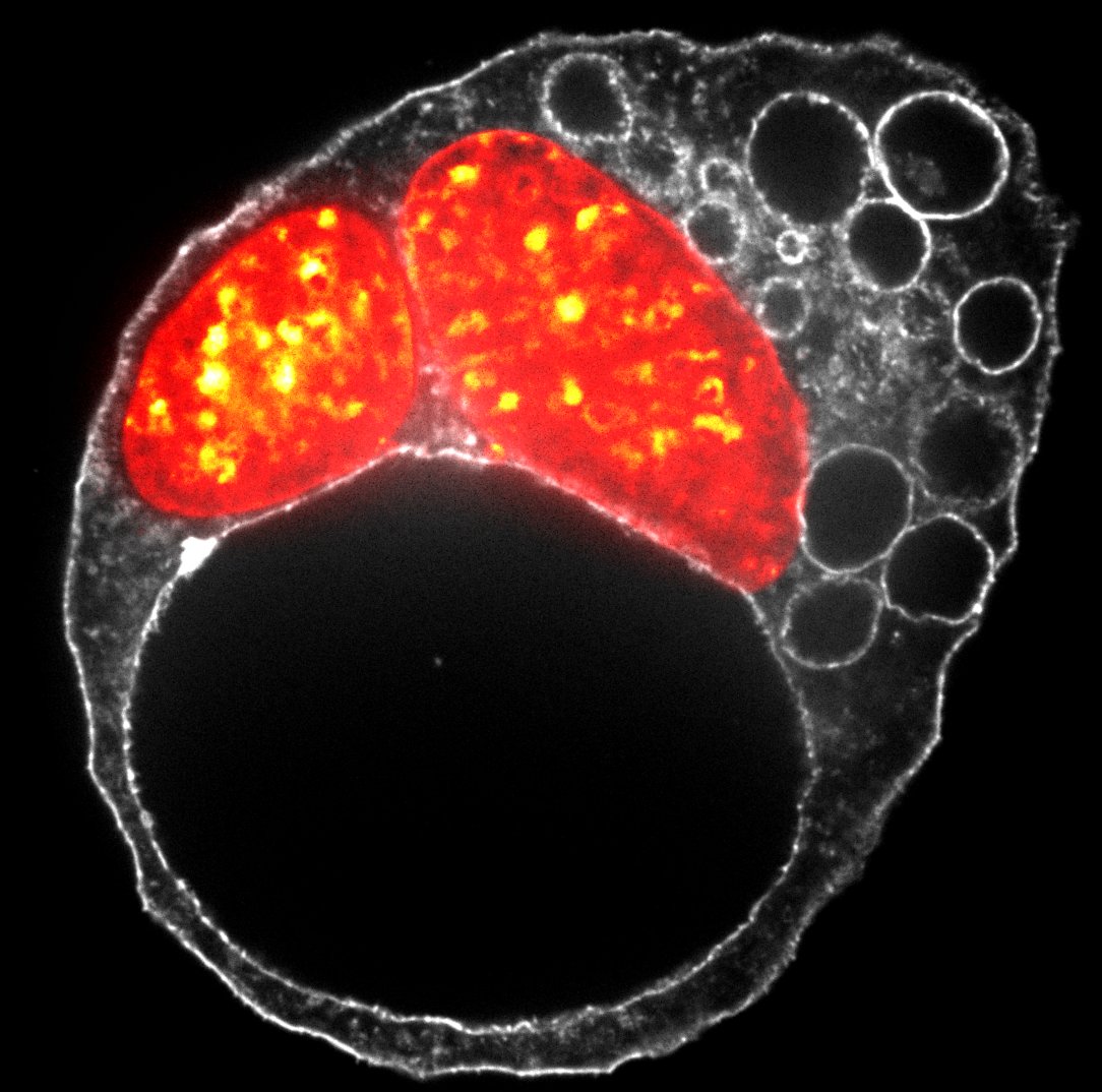 Jean-Léon Maître (@maitrejl) on Twitter photo Our single-celled embryo study is now out <a href="/eLife/">eLife - the journal</a>! Phenotypes are spectacular and images are pretty. Check it out!
elifesciences.org/articles/68536 Our single-celled embryo study is now out <a href="/eLife/">eLife - the journal</a>! Phenotypes are spectacular and images are pretty. Check it out!
elifesciences.org/articles/68536