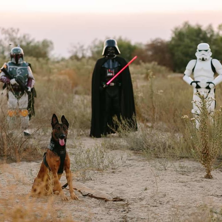 bakersfieldpd's tweet image. May the Fourth Be with You, Jango 💙

Did you know #K9Jango was named after the #StarWars character, Jango Jett? 

You are greatly missed, buddy.

“The Force will be with you. Always.” — Obi-Wan Kenobi

#MayThe4thBeWithYou