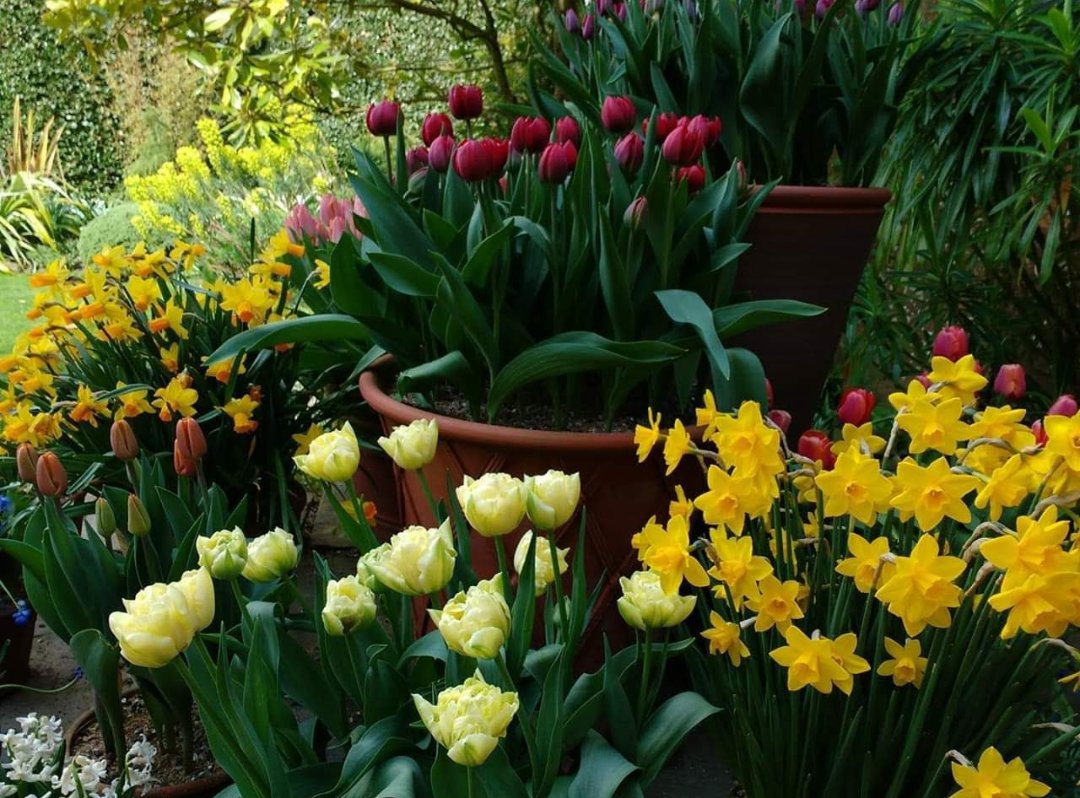 #Tweetersflowershow  Bulb gorgeousness at Great Dixter😍 <a href="/GreatDixter/">Great Dixter</a>