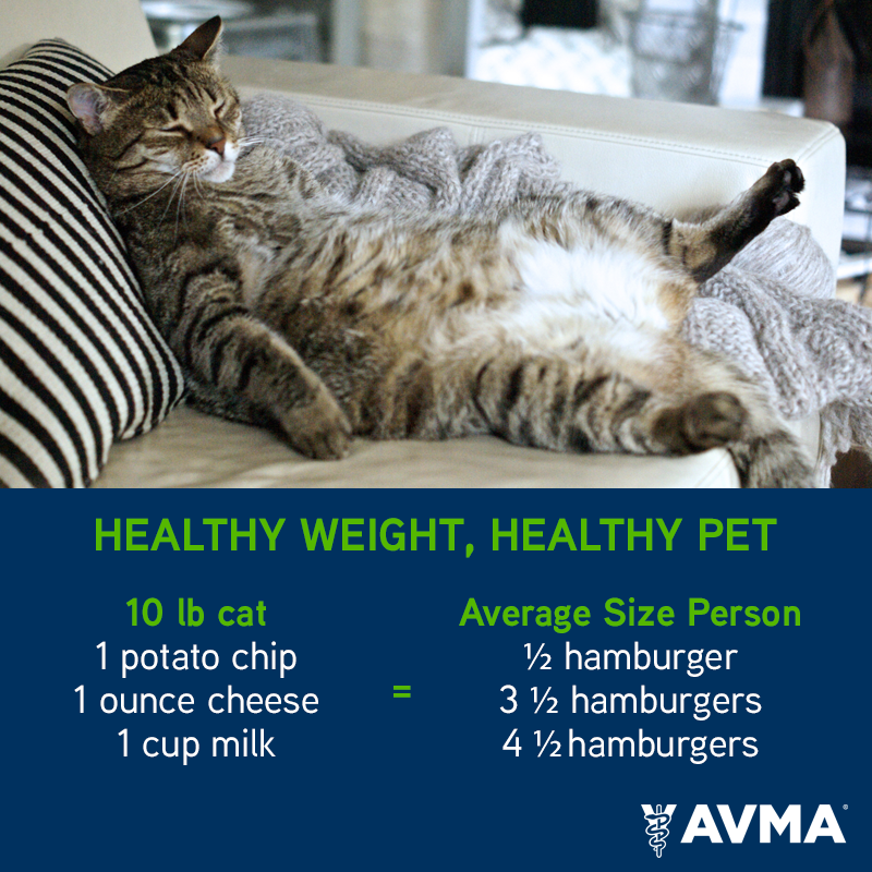 As we continue to share the importance of a proper nutrition and diet for our pets during today's #NPW2021 theme of "Nutrition and exercise matter," it's important to remember that human food has a different caloric equivalency for our pets. 

More treats doesn't equal more love.