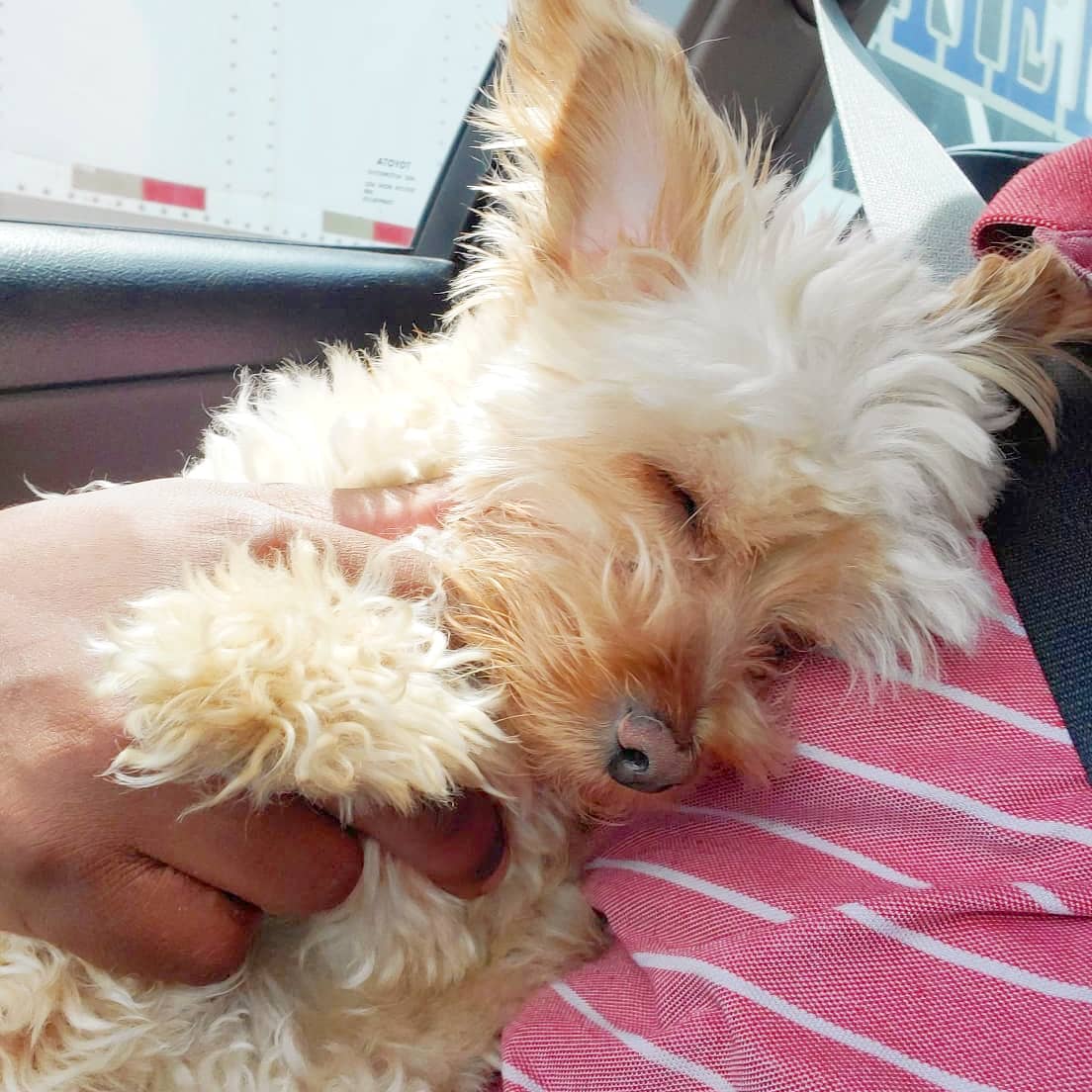 DieselScott1's tweet photo. That's my best friend!! Go best friend Go!
.
.
#Diesel #DieseltheYorkiePoo #YorkiePoo #ToyPoodle #Yorkies #doglovers #cutedogs #ilovemydog #dogmemes #ilovemyyorkiepoo #bestfriend #mydogiscutest #cutepuppies #cutiepie #doginfluencer #puppyoftheday #puppy #puppylove #doggymodel https://t.co/jqw9GTunBr