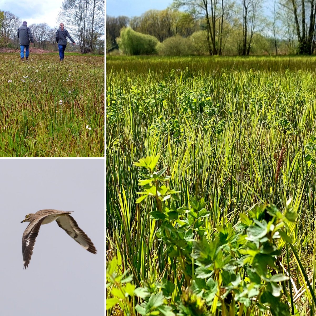 Boswachter Poulussen tweet media