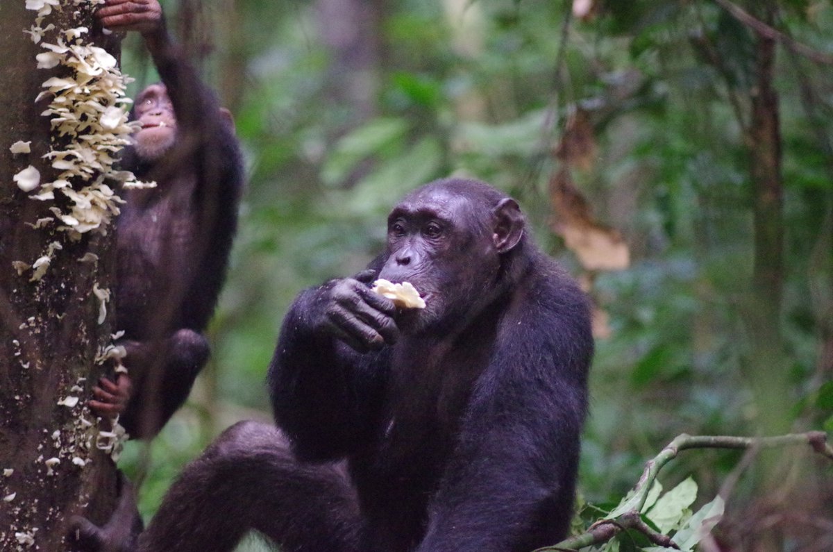 Taï Chimpanzee Project (@taichimpproject) on Twitter photo Research Assistants wanted <a href="/TaiChimpProject/">Taï Chimpanzee Project</a> - If you want to observe the behaviour of wild chimpanzees in the last remaining primary rain-forest patch in West Africa - than apply:
eva.mpg.de/ecology/staff/… Research Assistants wanted <a href="/TaiChimpProject/">Taï Chimpanzee Project</a> - If you want to observe the behaviour of wild chimpanzees in the last remaining primary rain-forest patch in West Africa - than apply:
eva.mpg.de/ecology/staff/…