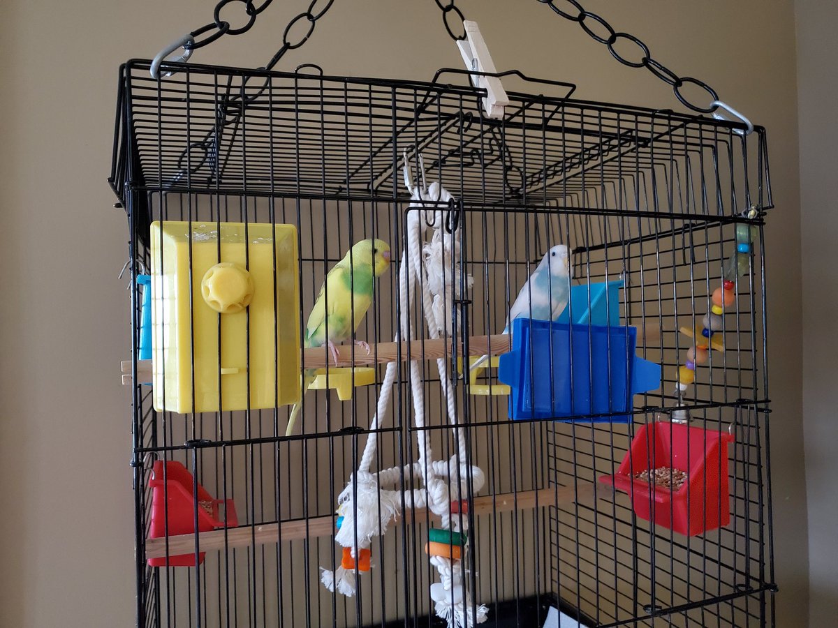 Sowing the Seeds of Gratitude and Nurturing Hope. As we continue our virtual work, my friends and colleagues all recognize the voices of Sky and Phoenix on my calls. #bhnHope #CEW2021