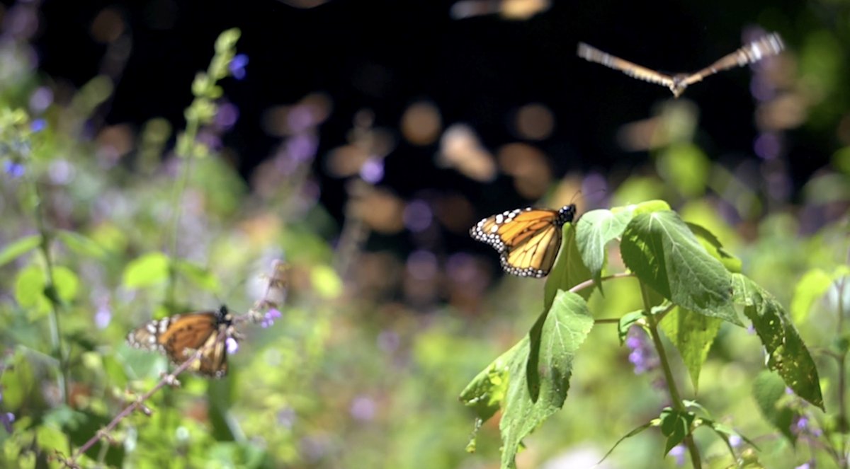 Inspired by the migration of the monarch butterfly, Benjamin Jordan has recently become the first human to fly a paraglider from Mexico to Canada. flymonarca.com #flymonarca