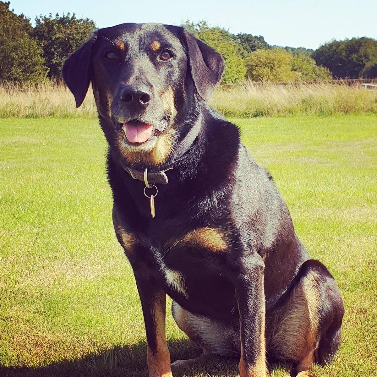 LRRSE_'s tweet photo. MEET MOLLY 💜 This gorgeous girl was rescued from Ireland back in 2016 and has settled into her home with her sister, Bess really well! She loves nothing more than cuddles and plenty of time at the seaside! Thank you Jenny for giving her the life she deserves 💞 #AdoptDontShop https://t.co/bLPWpMGKoO