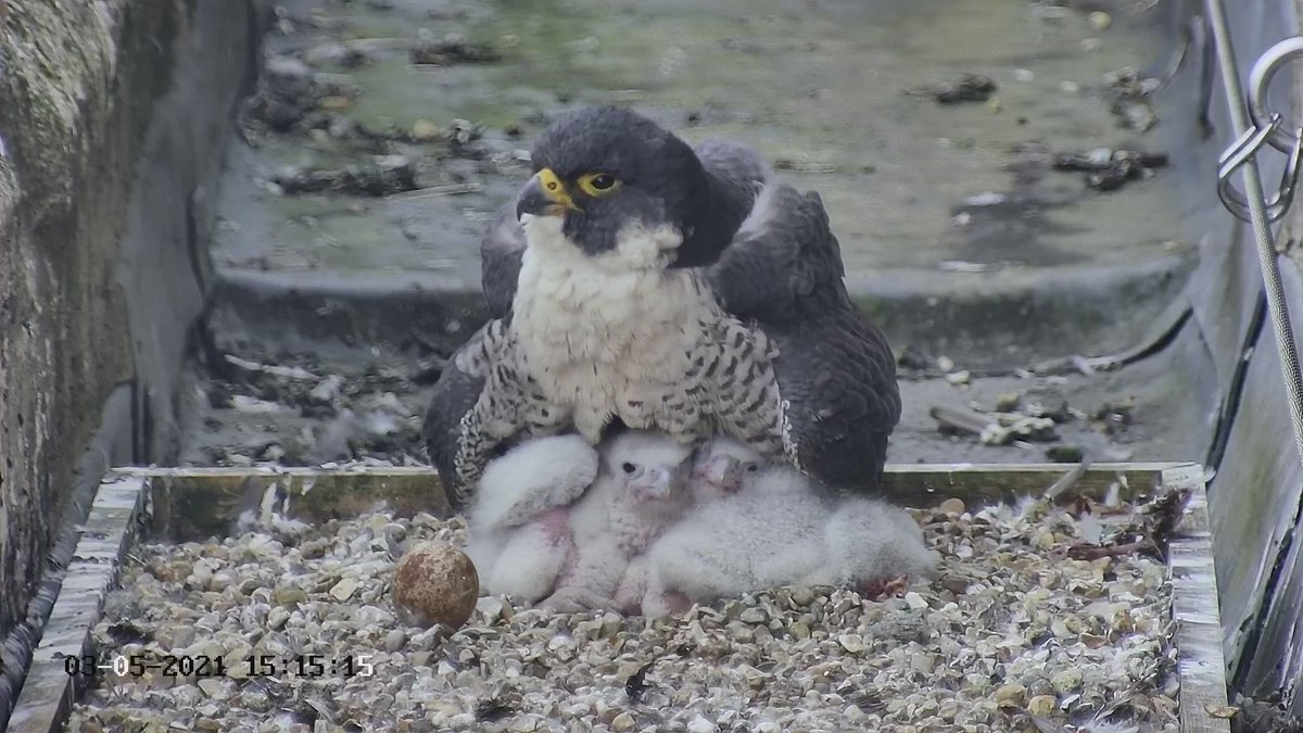 This week will be testing for the birds with high winds and rain. The parents will protect the chicks from the rain – although growing chicks are quite hard to cover! 

For more #PeregrineUpdates about our rooftop residents, visit the #PeregrineDiary: ow.ly/aEcz50EEcIi
