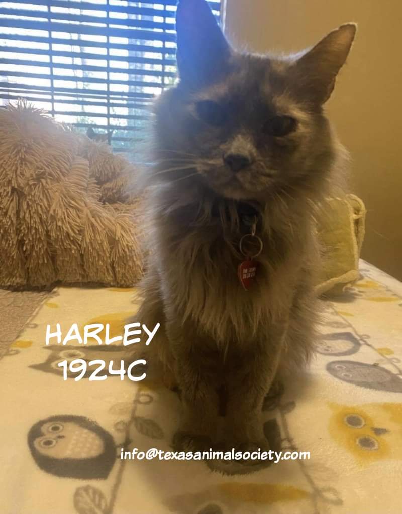 Introducing four cats who are extremely disappointed about not having been adopted yet. 

Stella, Tiffany, Little Girl and Harley are all certified Very Good Cats™ who are ready for loving homes where they can cuddle and do basic cat things. Let's not further disappoint them.