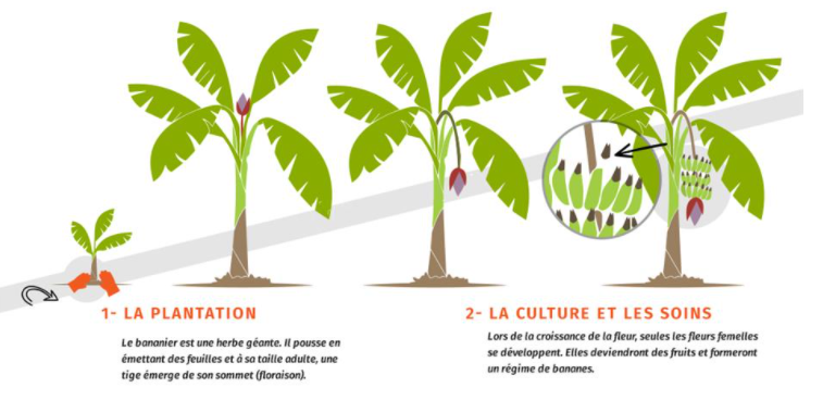 BananeFrancaise's tweet photo. Découvrez la culture de la #bananefrancaise : depuis sa plantation jusqu'en magasin !
➡️ https://t.co/5B4V5zXFn6
#agriculture #infographie https://t.co/ZudzGZa3NQ