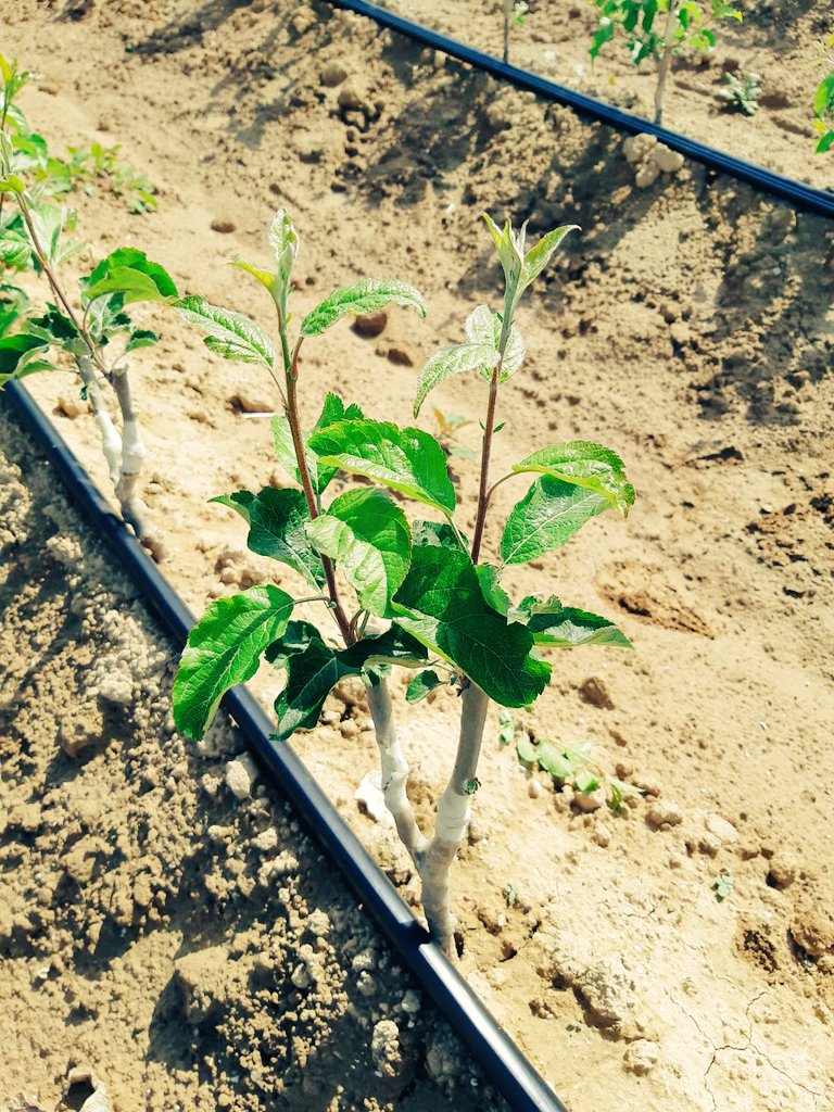 Olivier GRARD tweet media