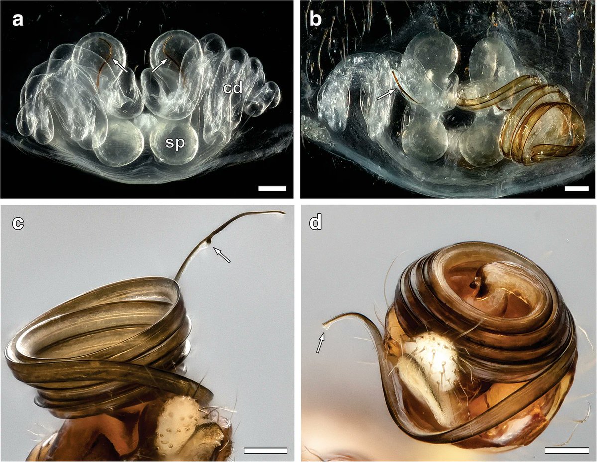 mdde (@mddebgu) on Twitter photo Brown widow #spider females can mate before they are adult, and produce viable #eggs after they mature.
Are the female’s internal #reproductive organs already completely formed in this pre-adult stage?
<a href="/Sentenska_Lenka/">Lenka Sentenská</a>
<a href="/UhlGabriele/">Gabriele Uhl</a>
#Araneae #Histology
link.springer.com/article/10.118… Brown widow #spider females can mate before they are adult, and produce viable #eggs after they mature.
Are the female’s internal #reproductive organs already completely formed in this pre-adult stage?
<a href="/Sentenska_Lenka/">Lenka Sentenská</a>
<a href="/UhlGabriele/">Gabriele Uhl</a>
#Araneae #Histology
link.springer.com/article/10.118…