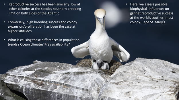 1/4 #NorthernGannet breeding success at their southernmost colony, Cape St. Mary’s, #Newfoundland, #Canada, has been comparatively poor since the 2012 NW Atlantic marine heatwave event. Here we examine possible biophysical influences for these declines. #WSTC7 #PopSesh1