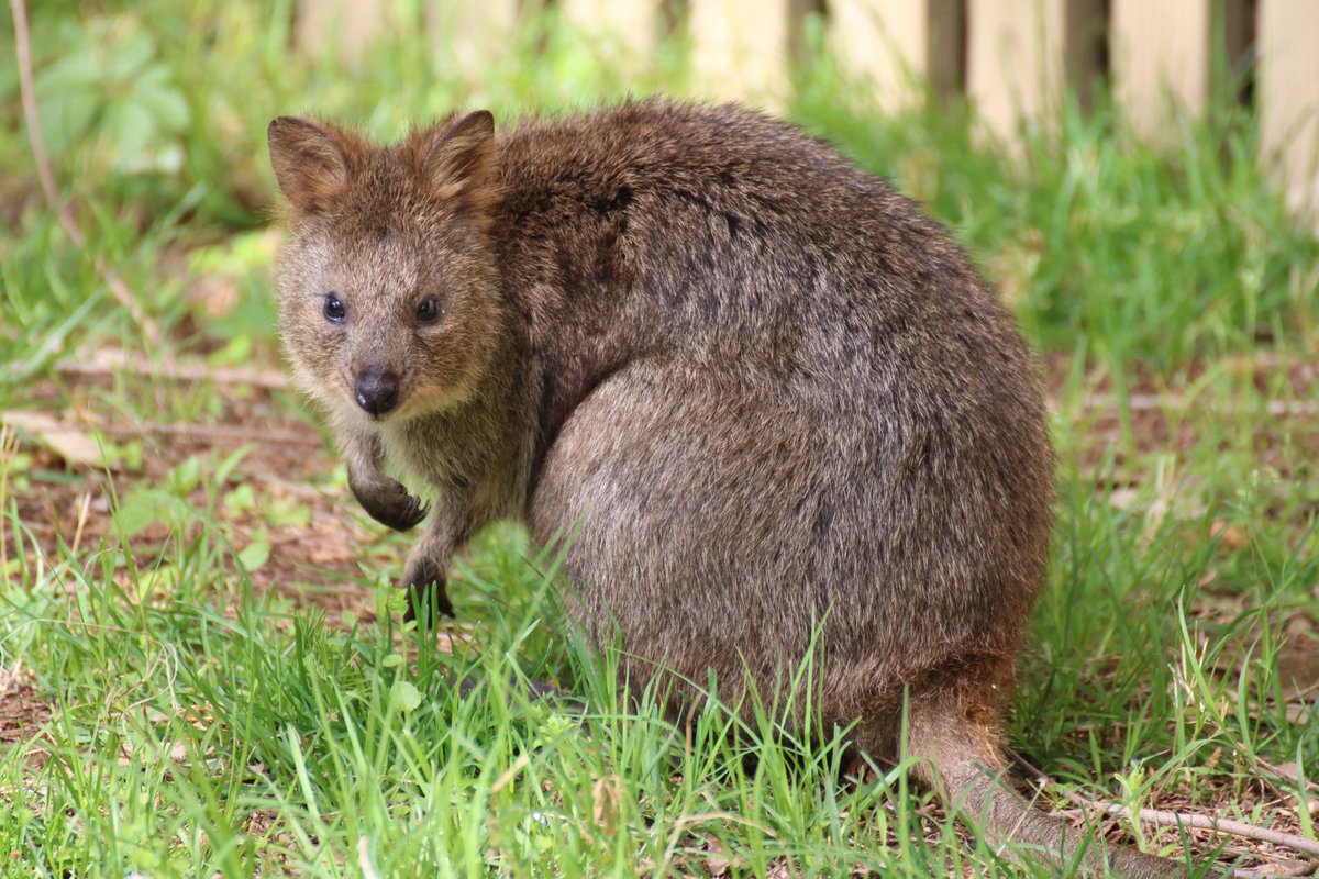 A02 少し足を伸ばして動物園に 可愛い動物に癒されました カンガルーの仲間たち4種 カンガルーはお腹に赤ちゃんが カンガルー ワラビー クォッカ 写真好きな人と繋がりたい 埼玉県こども動物自然公園