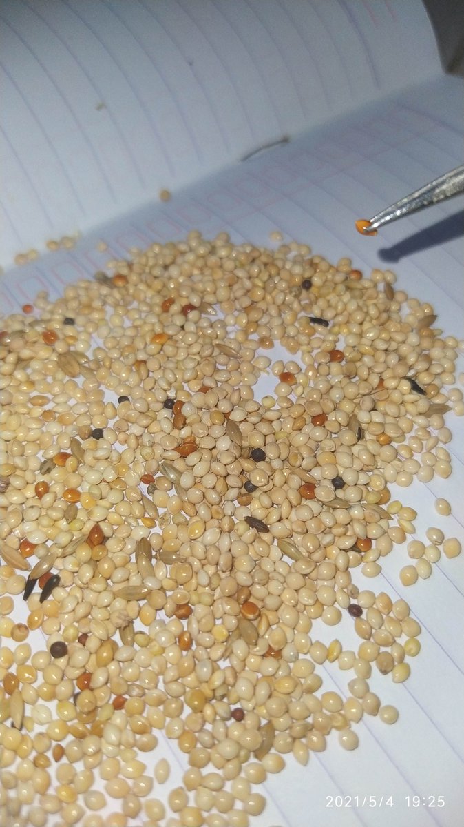 citradeda's tweet photo. Sama bojo di pisahin... Milet putih dan yg warna.... Ini barang kecil kecil, lebih kecil dari pada biji beras.... Asli g tega liat bojo milihin beginian... Akhirnya menawarkan bantuan... https://t.co/jsTT1IP45g
