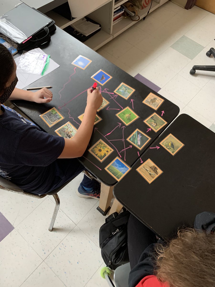Science students are working hard sorting out their knowledge of food chains, webs, and the flow of energy within an ecosystem!