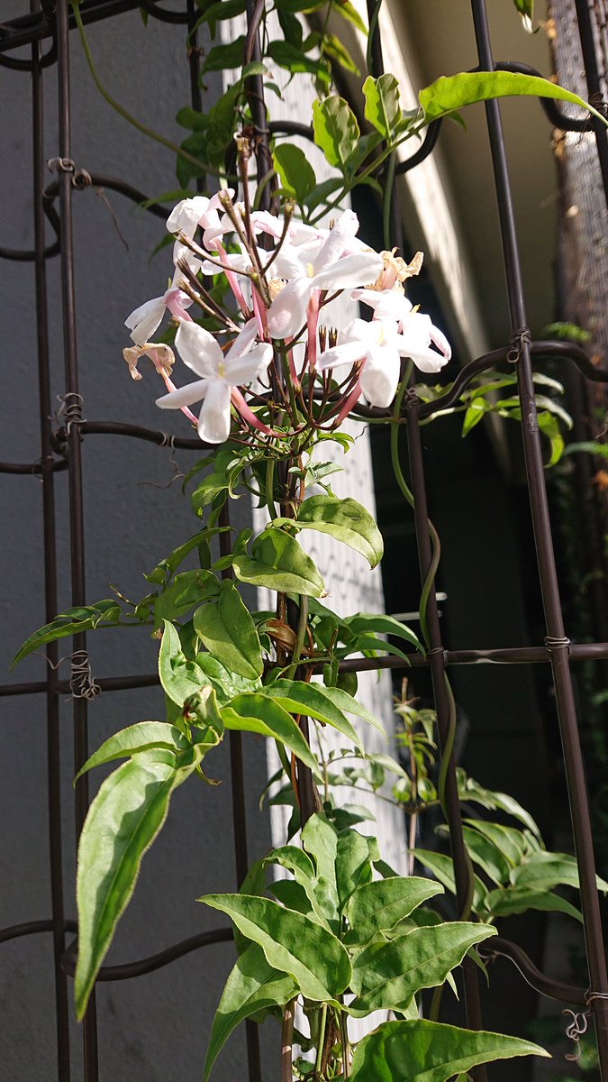 anyhear's tweet photo. #なんの花 https://t.co/OL5zk4EYyJ