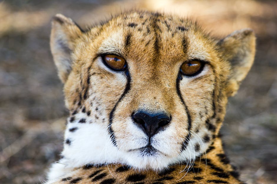 InvestorStephon's tweet photo. True or false: A Greyhound could beat a Cheetah in a long distance race? Let us know what you think in the comments below and check back tomorrow to find out the correct answer! 
.
.
. 
#pet #pets #petshop #dog #dogs #cat #cats #food #petfood #dogfood #catfood https://t.co/S6dwKrLXfZ
