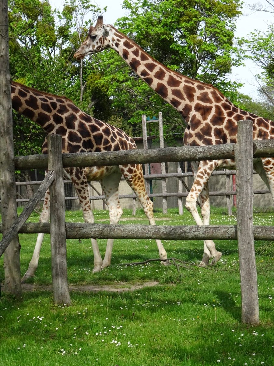 FrauScharfblick's tweet photo. Hier wohnen 3 Giraffen, Tiere der Savanne, in einem 100m langen Auslauf. #permanentlockdown https://t.co/k8whRCrf0c