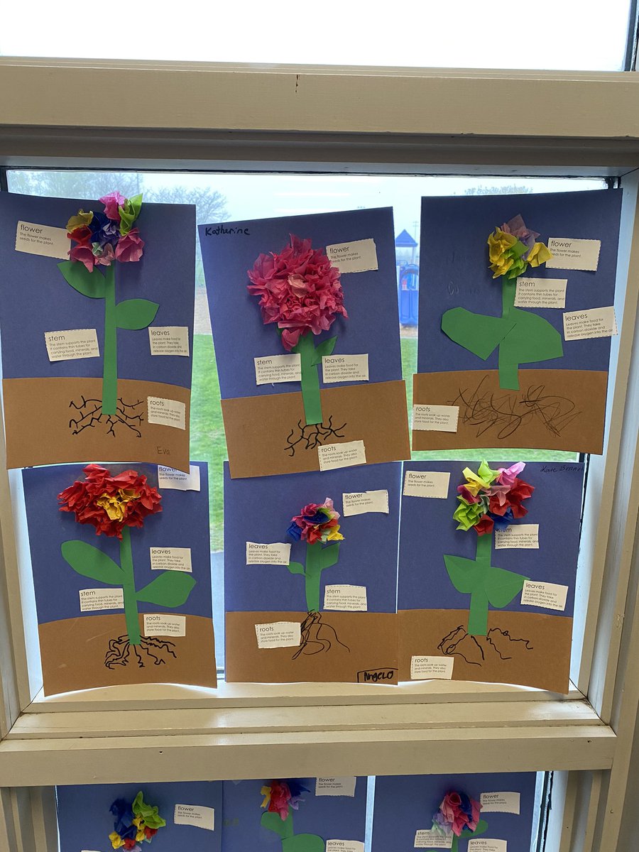misscomboAP's tweet photo. Welcome Spring! Students in Mrs. Wilson and Mrs. McCue’s classes have been learning about the parts of a flower and identifying the role of each part. This display sure brightened the hallway! 🌸 #partsofaflower @BCSDHill https://t.co/RS0iAhhNVI