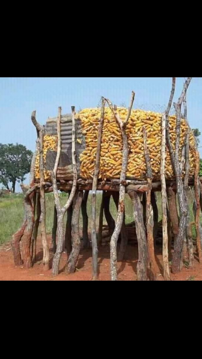 Mlungisi (@mlungis17357633) on Twitter photo 