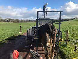 teagasc's tweet photo. On #TheDairyEdge @KatieStarsmore explains that the Green Feed trial cows emitted 320g of methane daily on average across the last three weeks. Methane is produced by bugs in the rumen following digestion of feed. Listen in https://t.co/KaATKm8Dol @EmmaLouiseCoffe https://t.co/jtQlVDZCSp